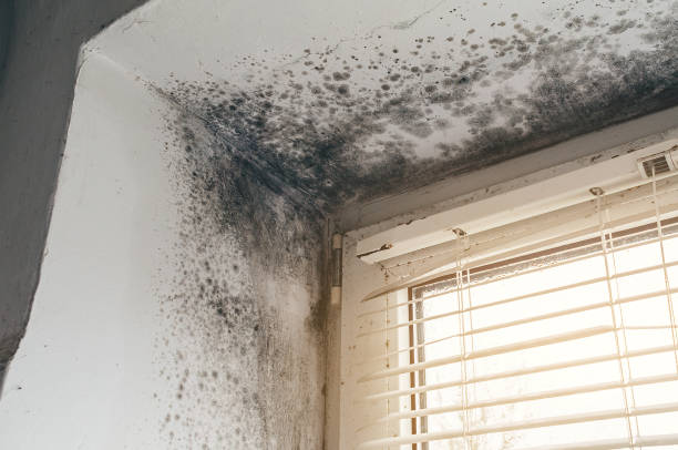 Affordable Hvac And Air Duct Mold Remediation solutions in Harrisburg, IL